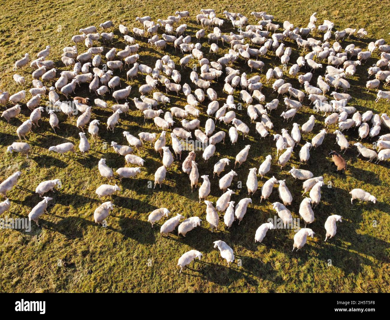 Flock of sheep in a meadow Stock Photo - Alamy