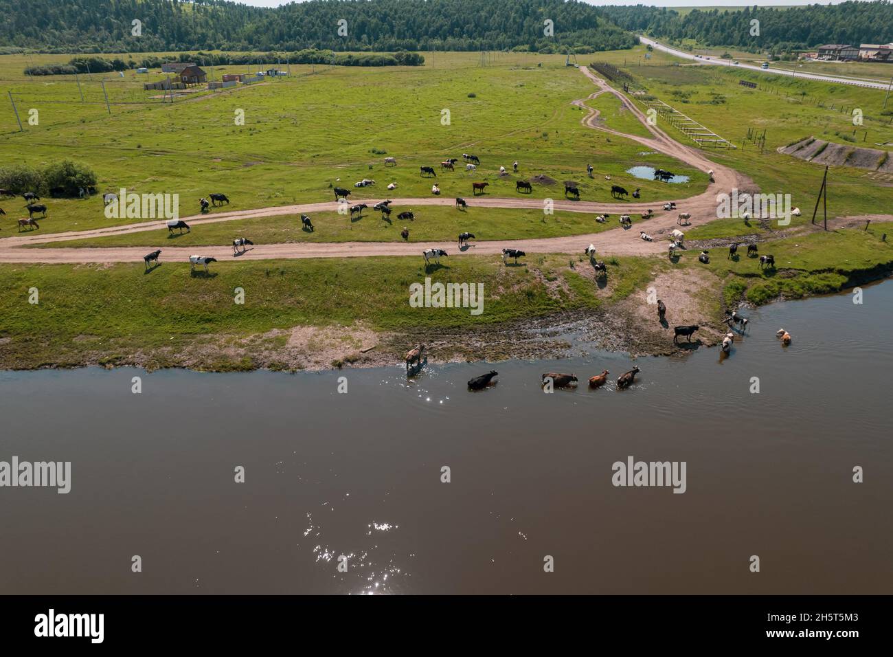 Aerial view of cows herd grazing on pasture field, top view drone pov ...