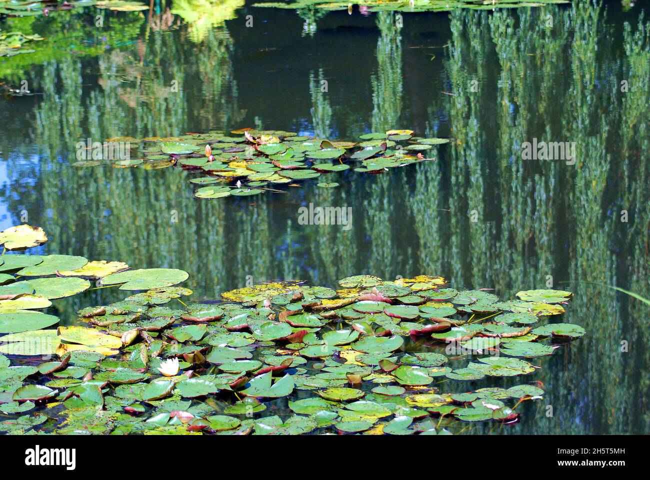An Impressionist inspiration of reflections in Monet's water garden of Giverny, France. Stock Photo
