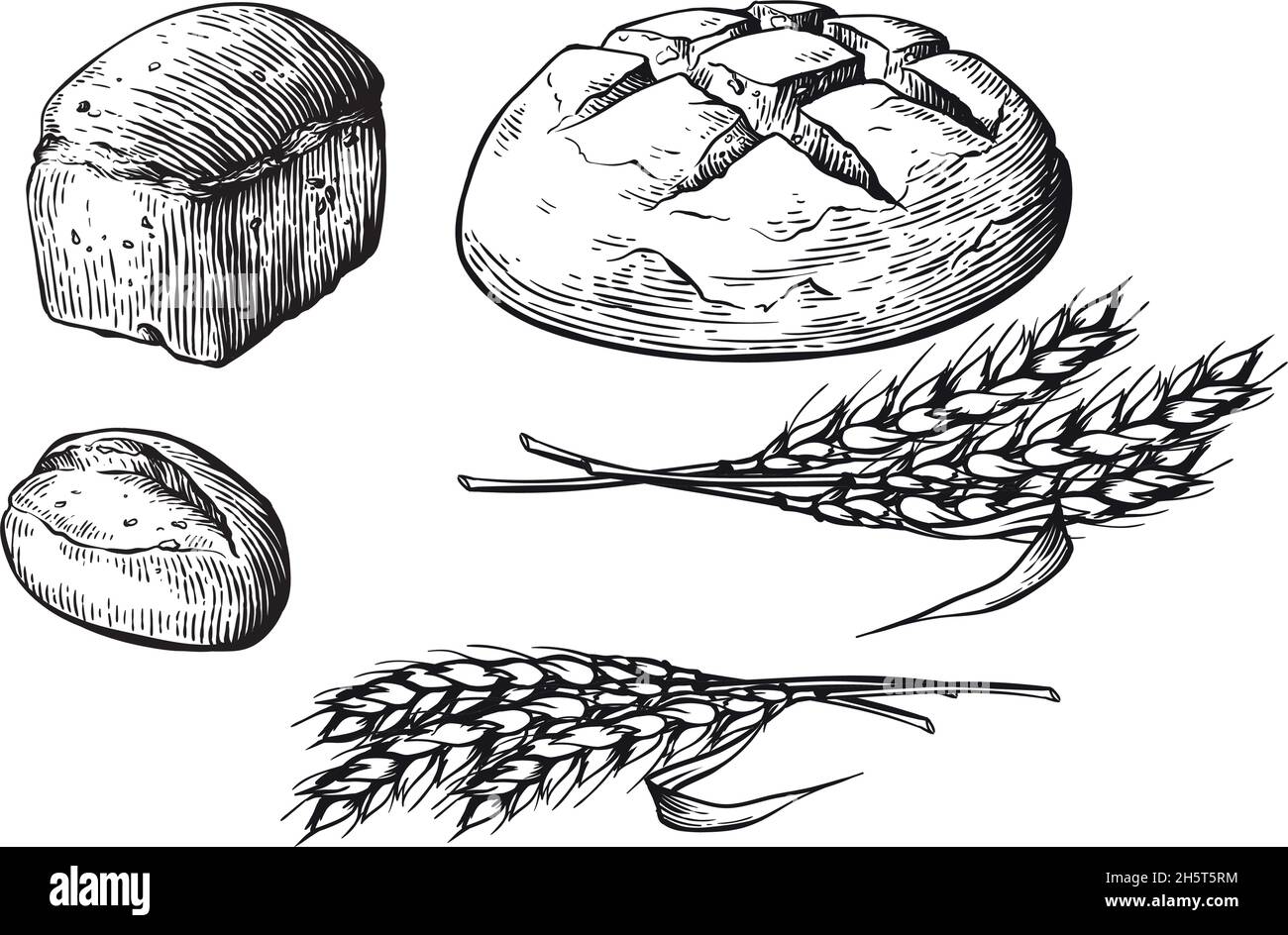Bread vector hand drawn set illustration. Other types of wheat, flour ...