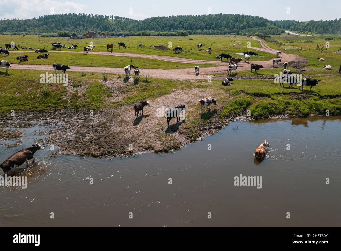 Aerial view of cows herd grazing on pasture field, top view drone pov ...