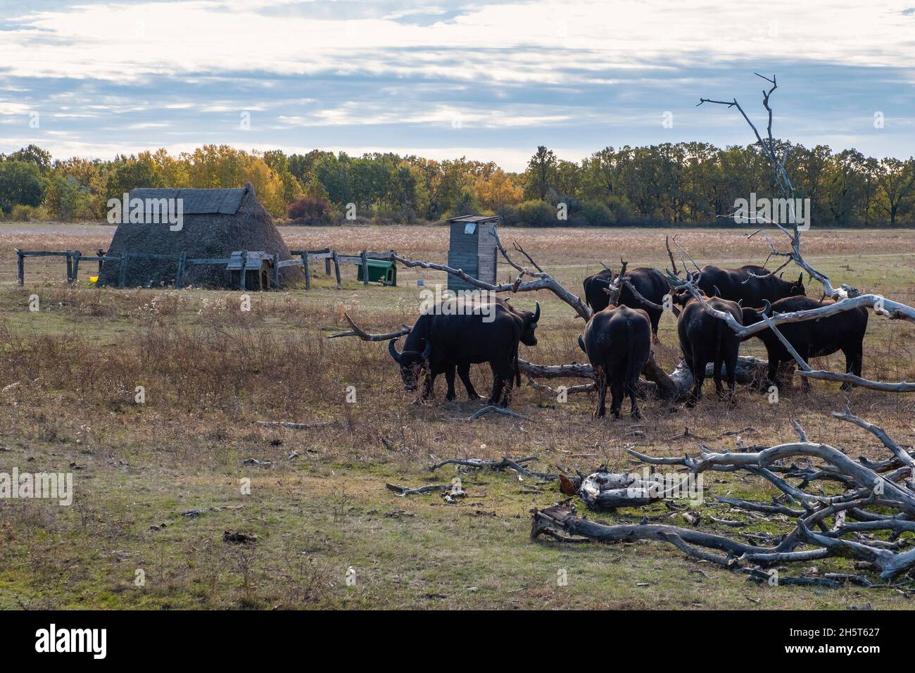 Cattle grazing in the puszta, Hortobagy National Park, Hungary Stock Photo