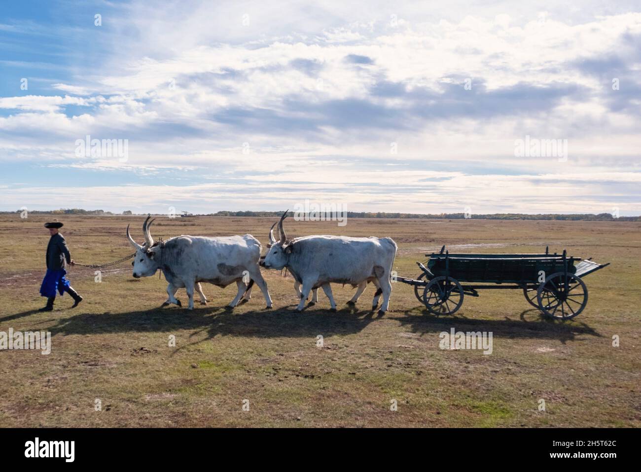 Hungarian Csiko walks with Hungarian Grey  cattle drawing a  cart in the puszta,  Hortobagy National Park, Hungary Stock Photo