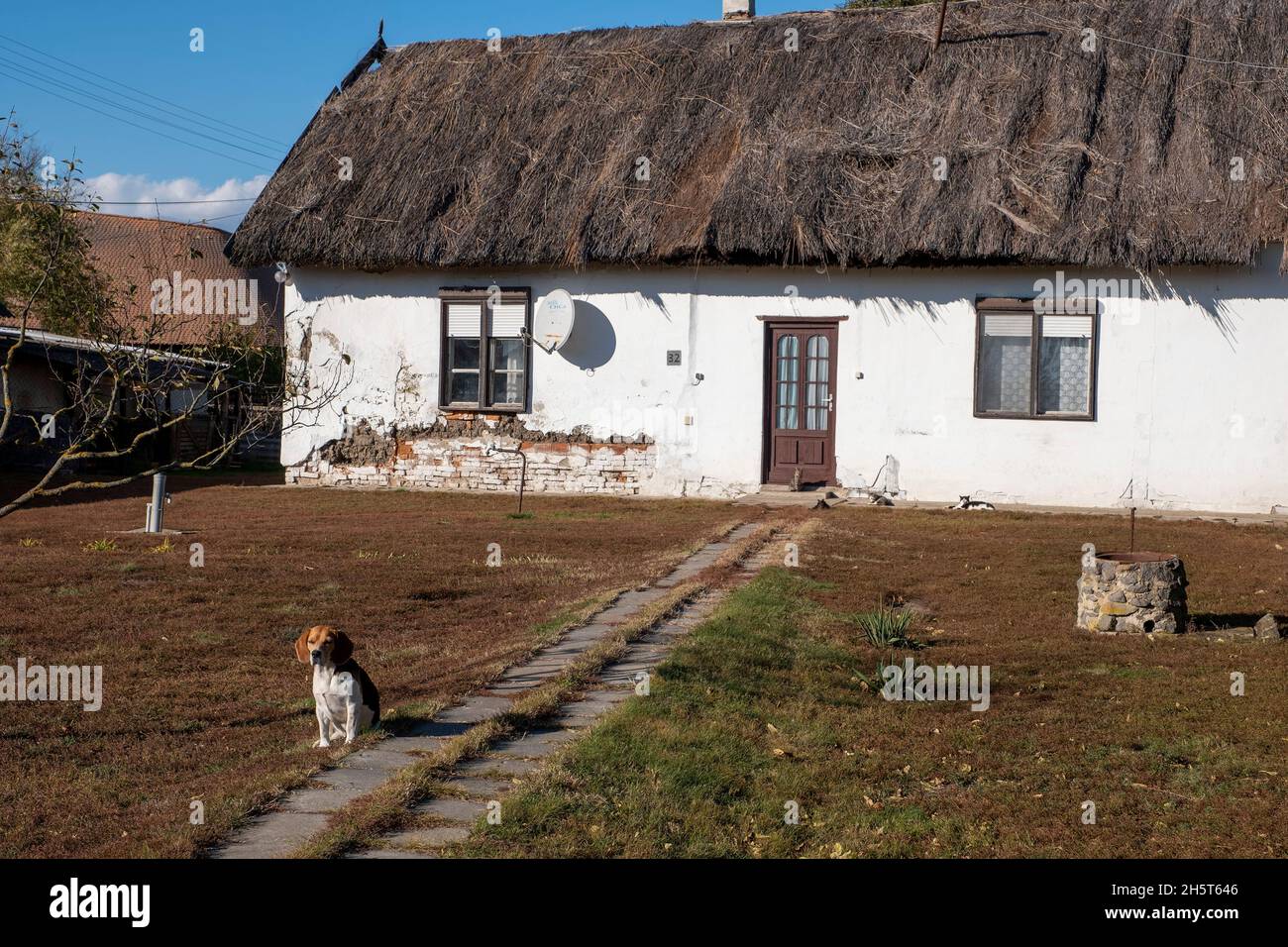 A Beagle sitting in front of a cottage with thatched roof in Hortobagy National Park, Hungary Stock Photo
