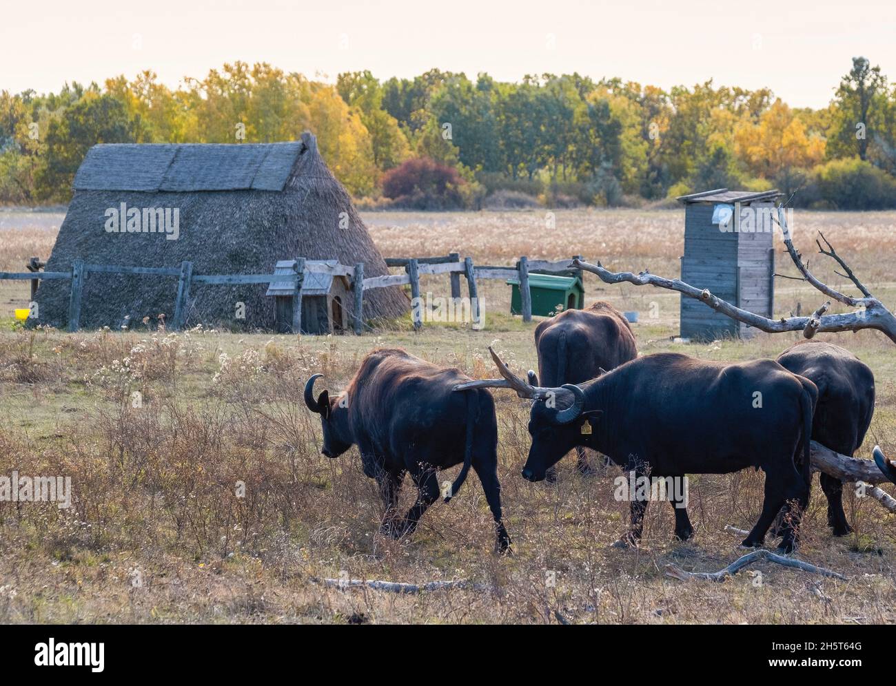 Cattle grazing in the puszta, Hortobagy National Park, Hungary Stock Photo