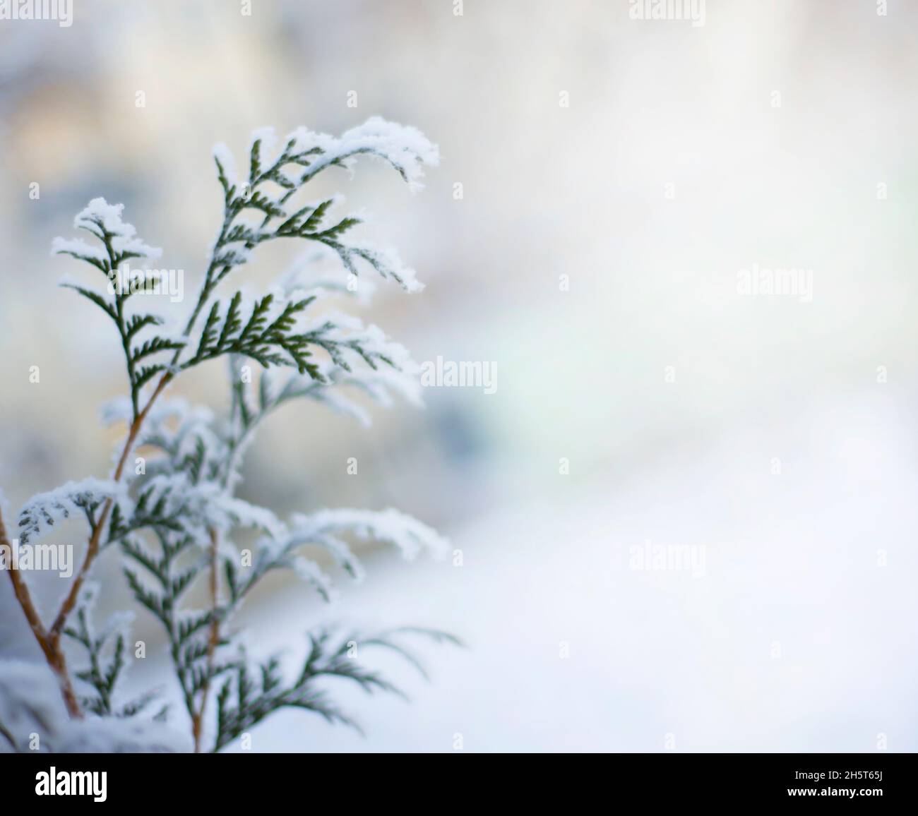 An evergreen coniferous tree branch in the snow. Thuja. Cypress. Winter themes. Copy space for text. Stock Photo
