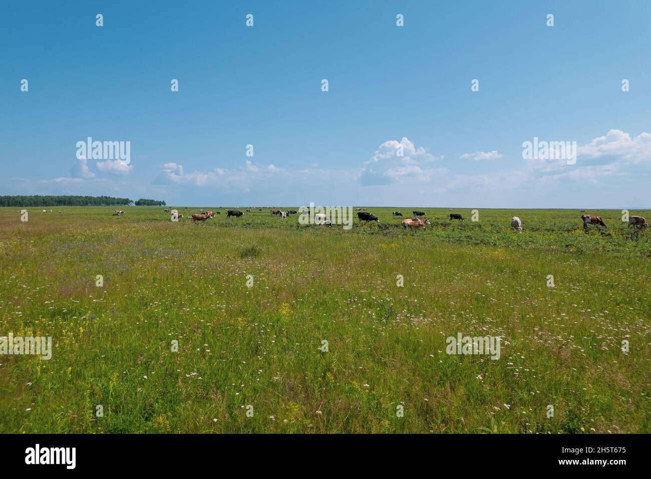 Aerial view of cows herd grazing on pasture field, top view drone pov ...
