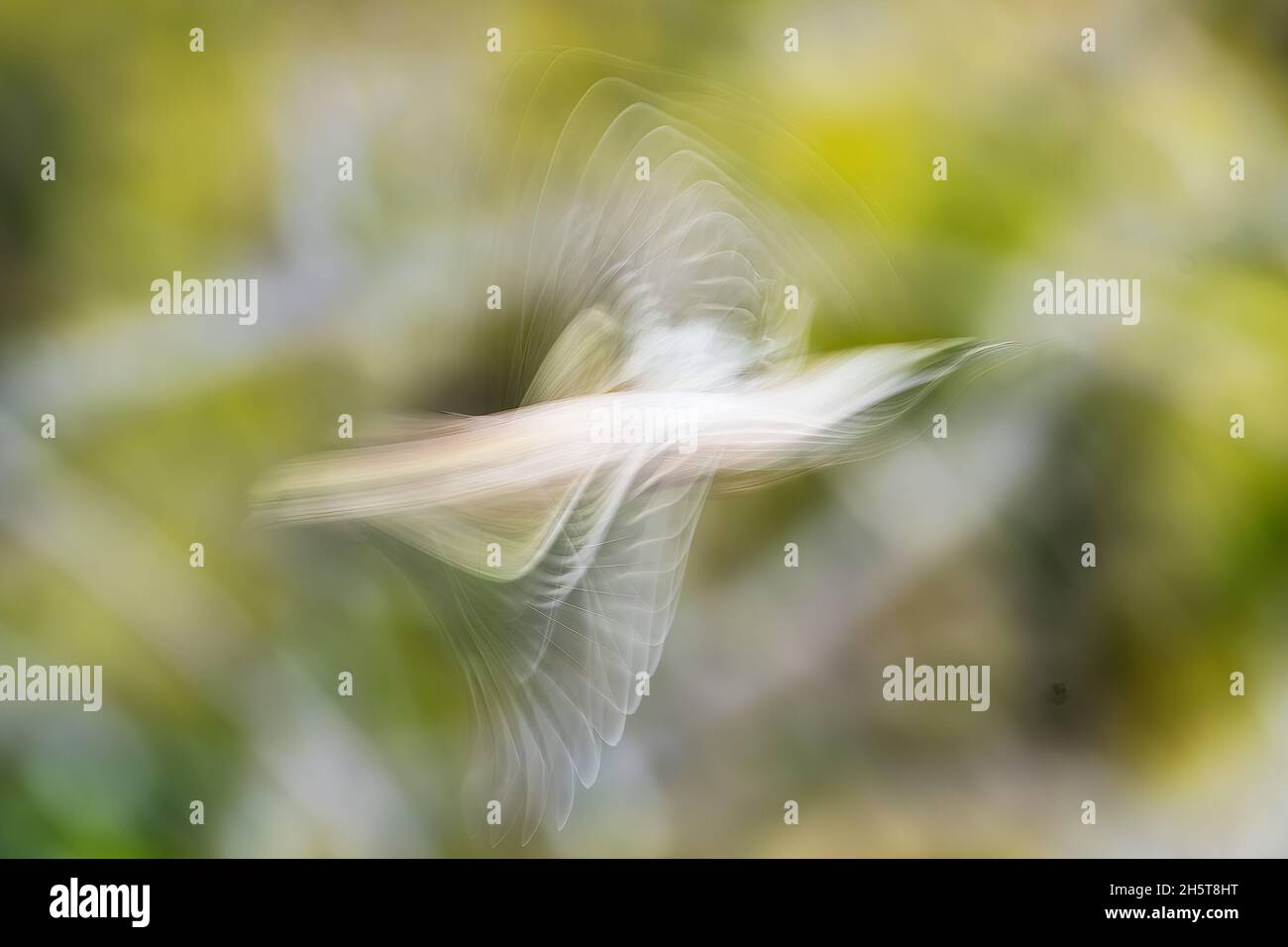 Bird flight image abstract impression Stock Photo