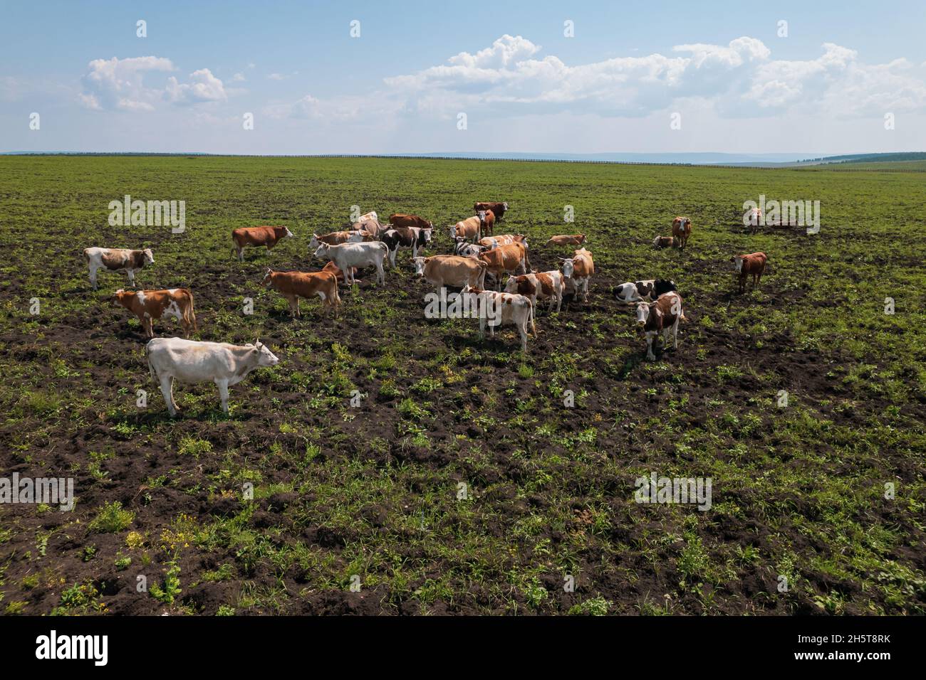 Aerial view of cows herd grazing on pasture field, top view drone pov ...