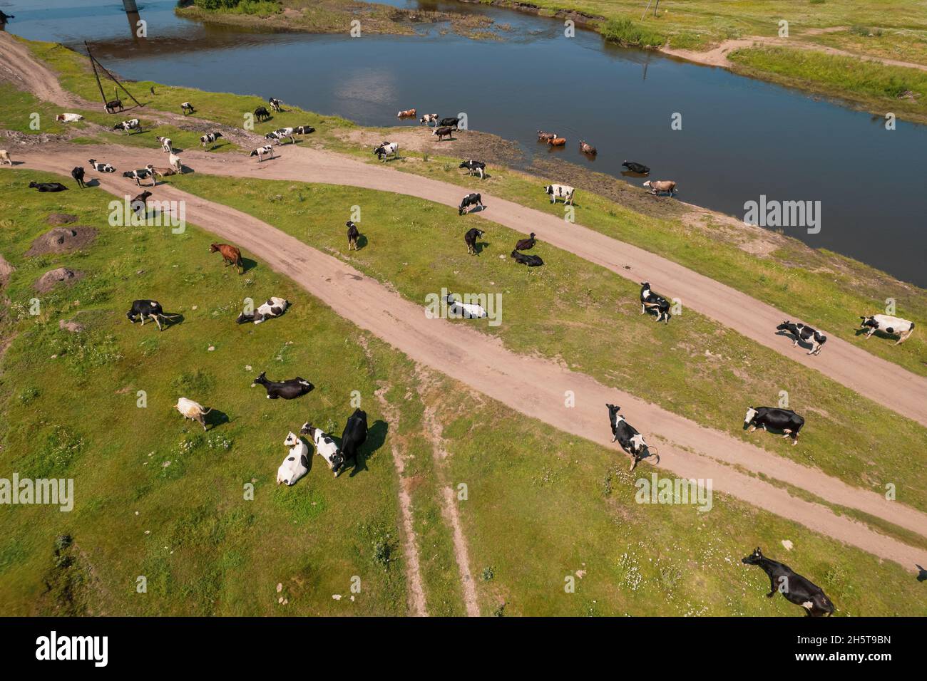 Aerial view of cows herd grazing on pasture field, top view drone pov ...