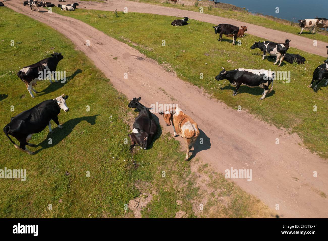 Aerial view of cows herd grazing on pasture field, top view drone pov ...
