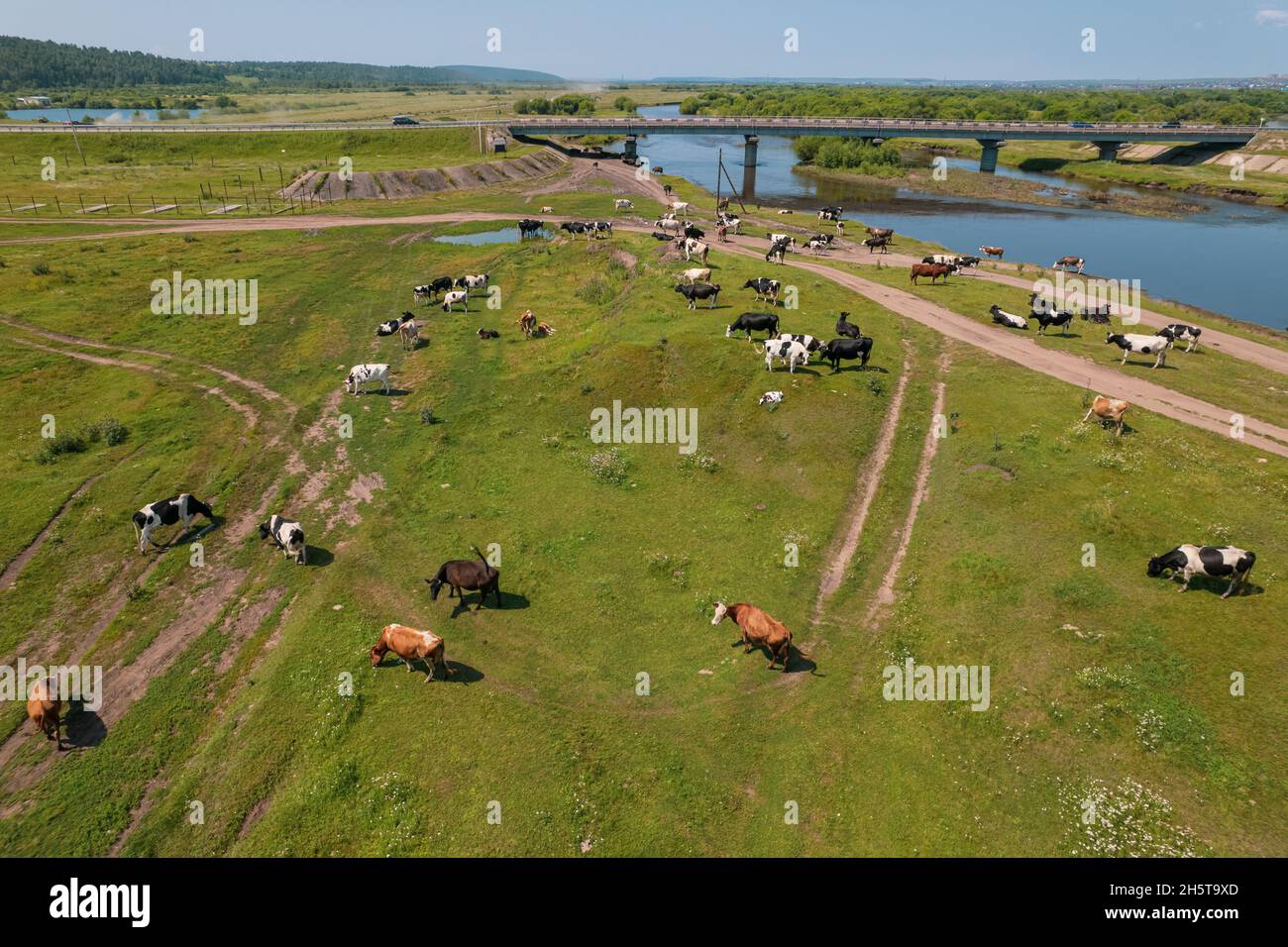 Aerial view of cows herd grazing on pasture field, top view drone pov ...
