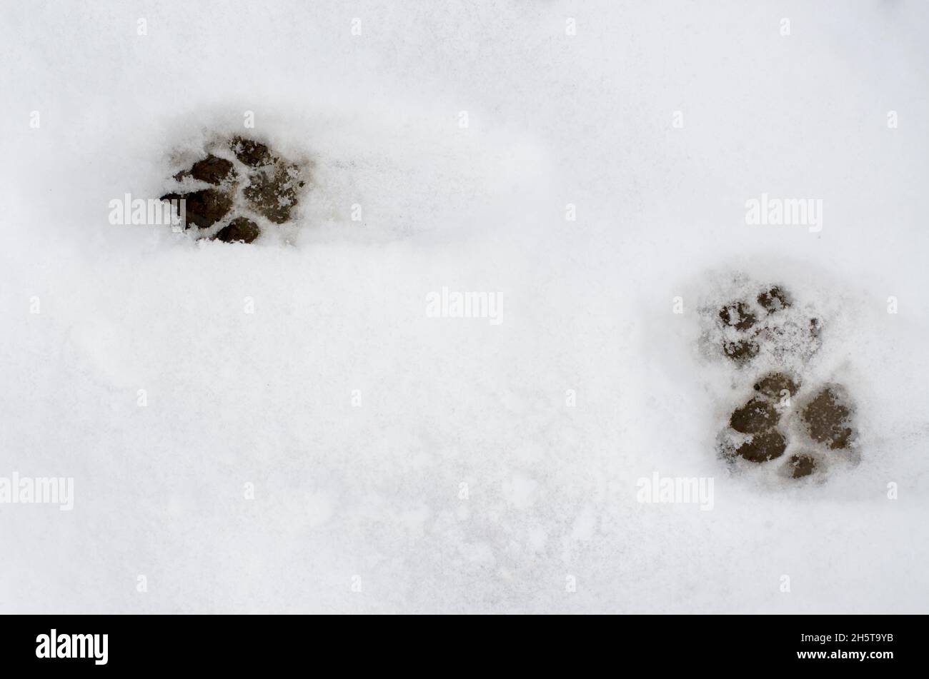 Wild cat footprints on white snow. Animal footprints Stock Photo Alamy