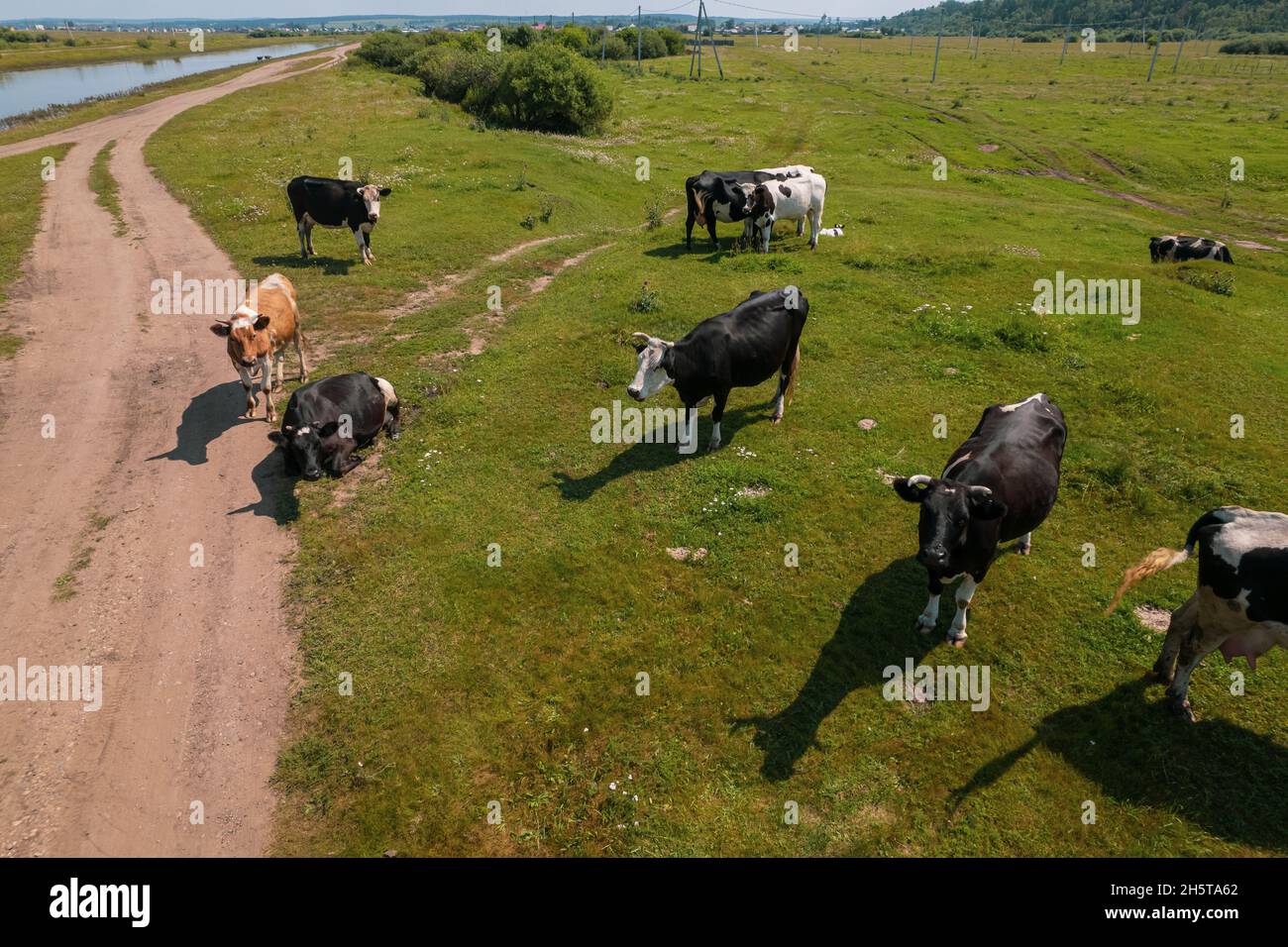 Aerial view of cows herd grazing on pasture field, top view drone pov ...