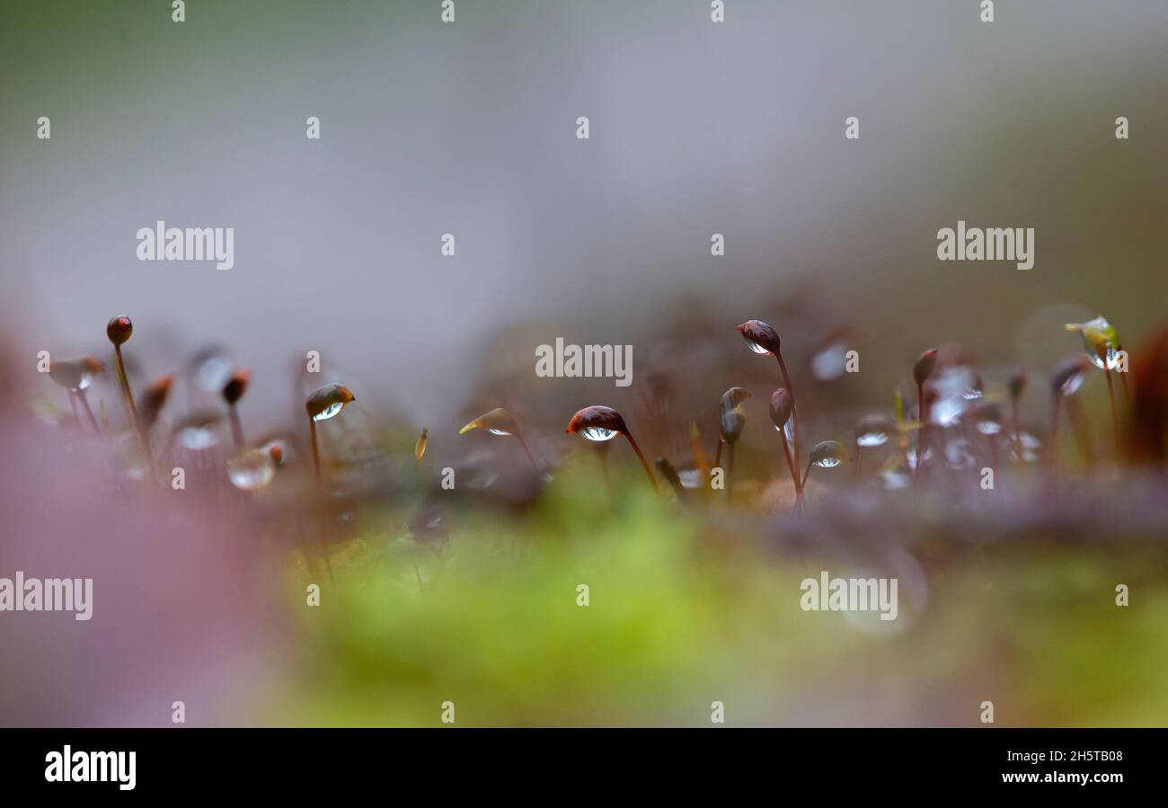 Nature background, selective focus of dew drops on the moss after raining in the morning, low light in morning Stock Photo