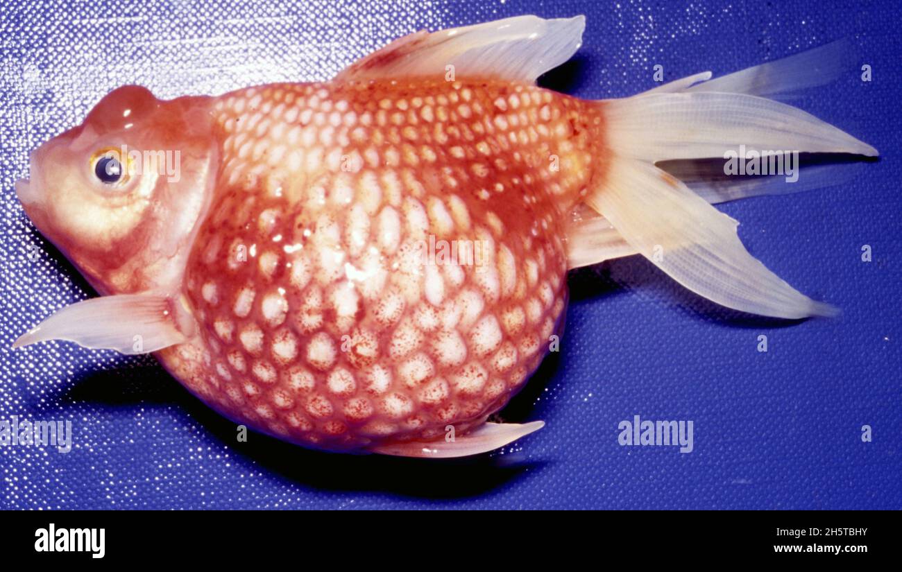 Pearl scale goldfish affected by columnaris bacteria disease
