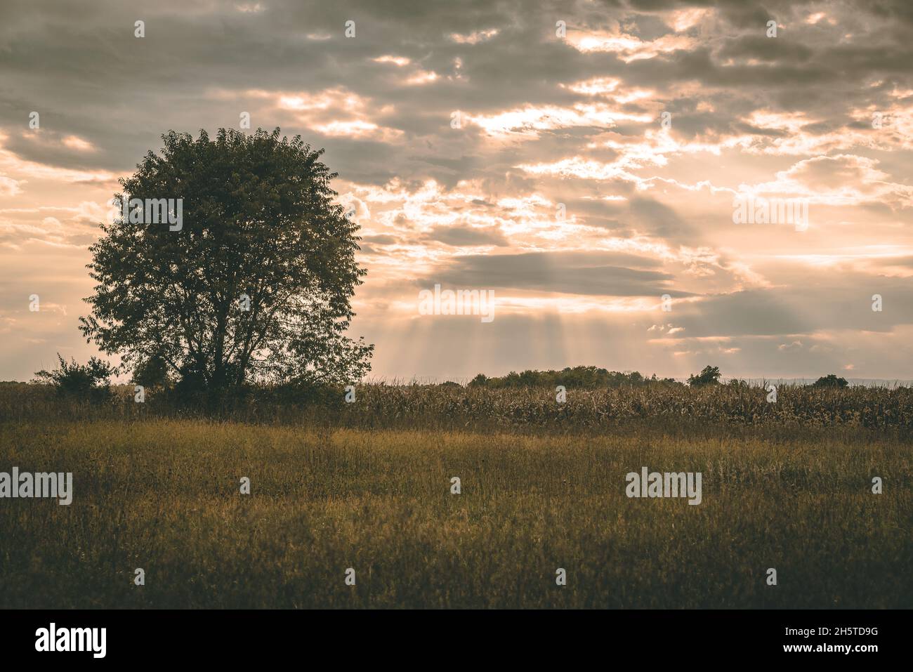 Lush green tree in the grassy field under a dramatic cloudy sky Stock ...