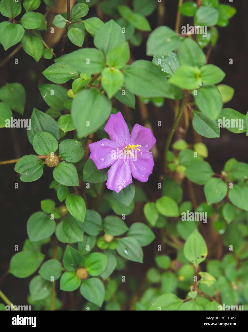 Closeup shot of a beautiful purple tibouchina flower with green leaves Stock Photo