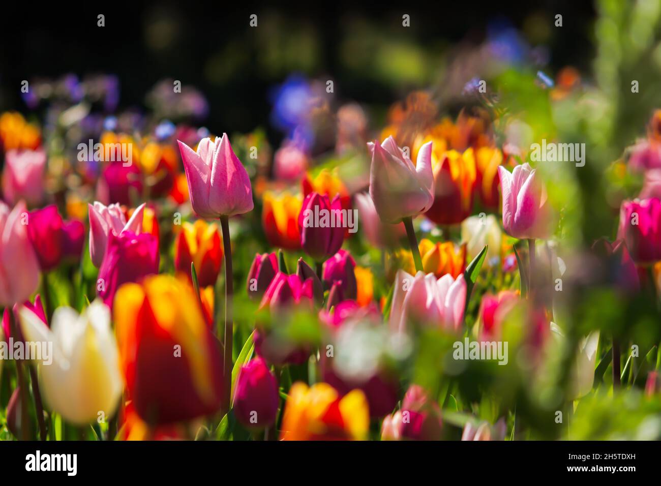 Spring flowers tulips close-up in the garden. Bright multicolored background in the sunlight. Full frame with blurred background. The concept of a hol Stock Photo