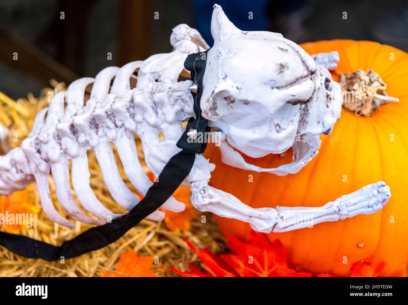 Animal Halloween skeleton Decorations, NC Cafe, Saintes Maries de la Mer, Camargue, France Stock Photo