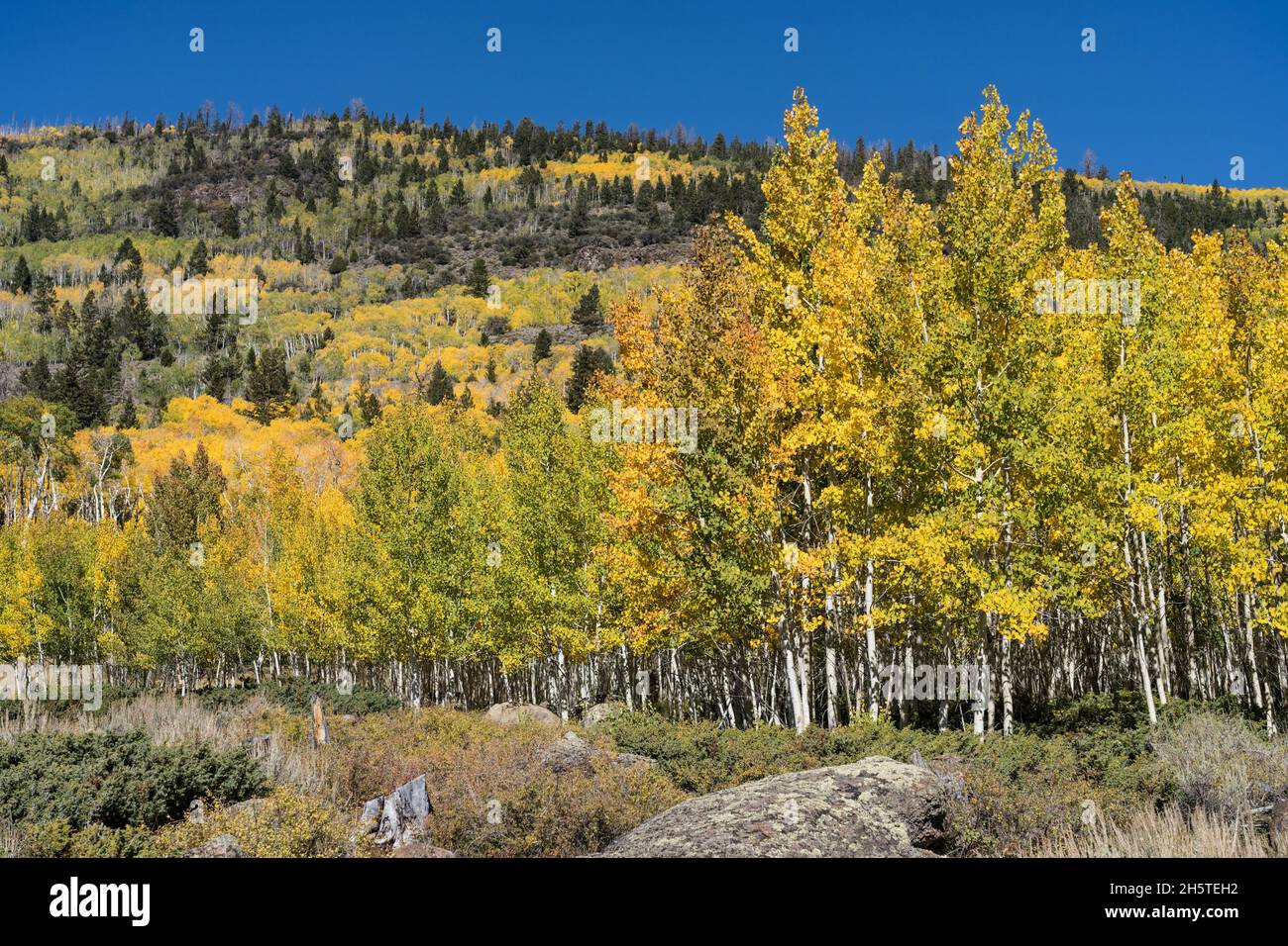 Pando aspen grove hi-res stock photography and images - Alamy