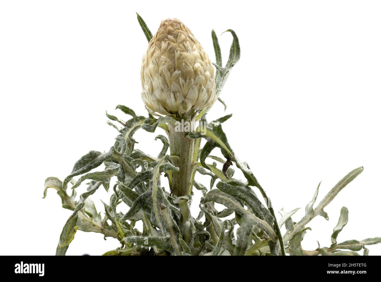 Herbal Flower and Plant, Rhaponticum Carthamoides or Maral Root Plant, Used in Alternative and Folk Medicine Stock Photo