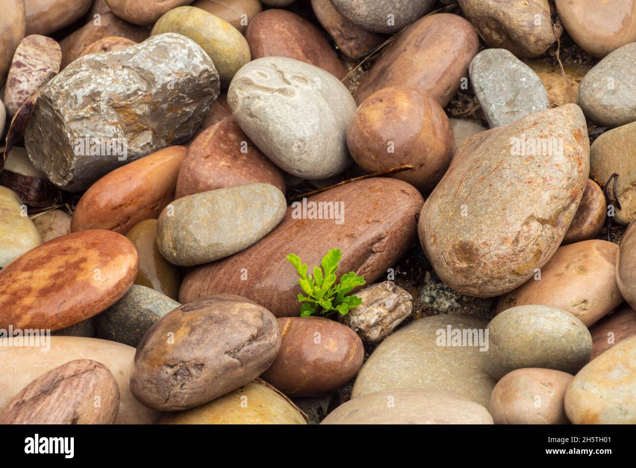 Beach pebbles, Sheaves Cove, Newfoundland and Labrador NL, Canada Stock