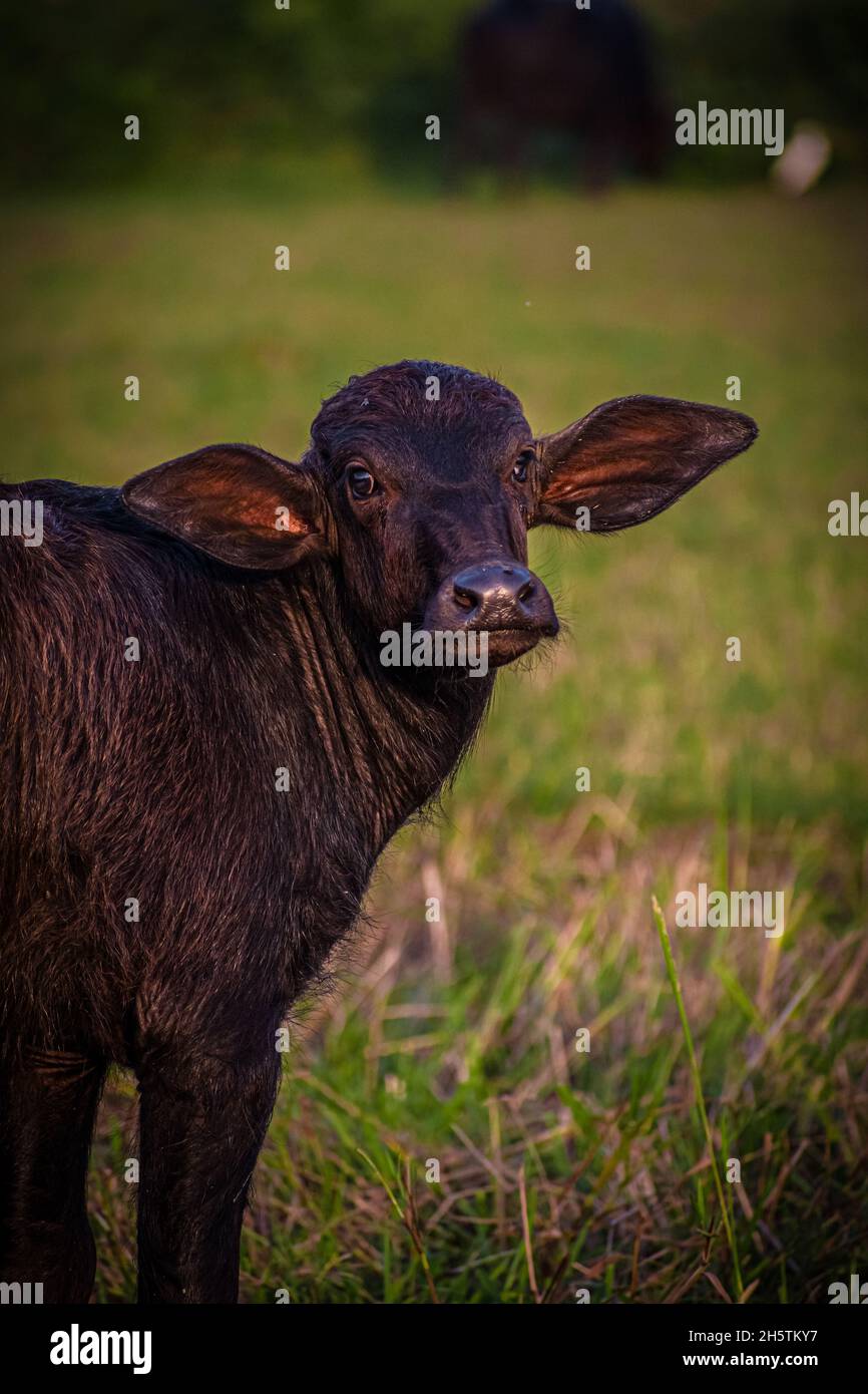 Indian buffalo hi-res stock photography and images - Alamy
