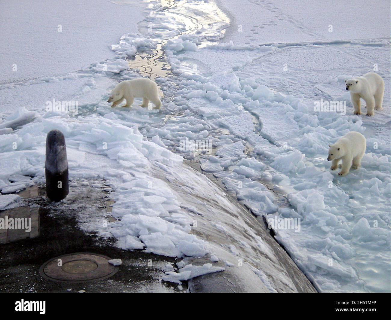 Three Polar bears approach the starboard bow of the U.S. Navy Los Angeles-class fast attack submarine USS Honolulu while surfaced 280 miles from the North Pole October 11, 2003 off the north coast of Alaska. The bears spent two hours investigating the boat which was on a classified operation. Stock Photo