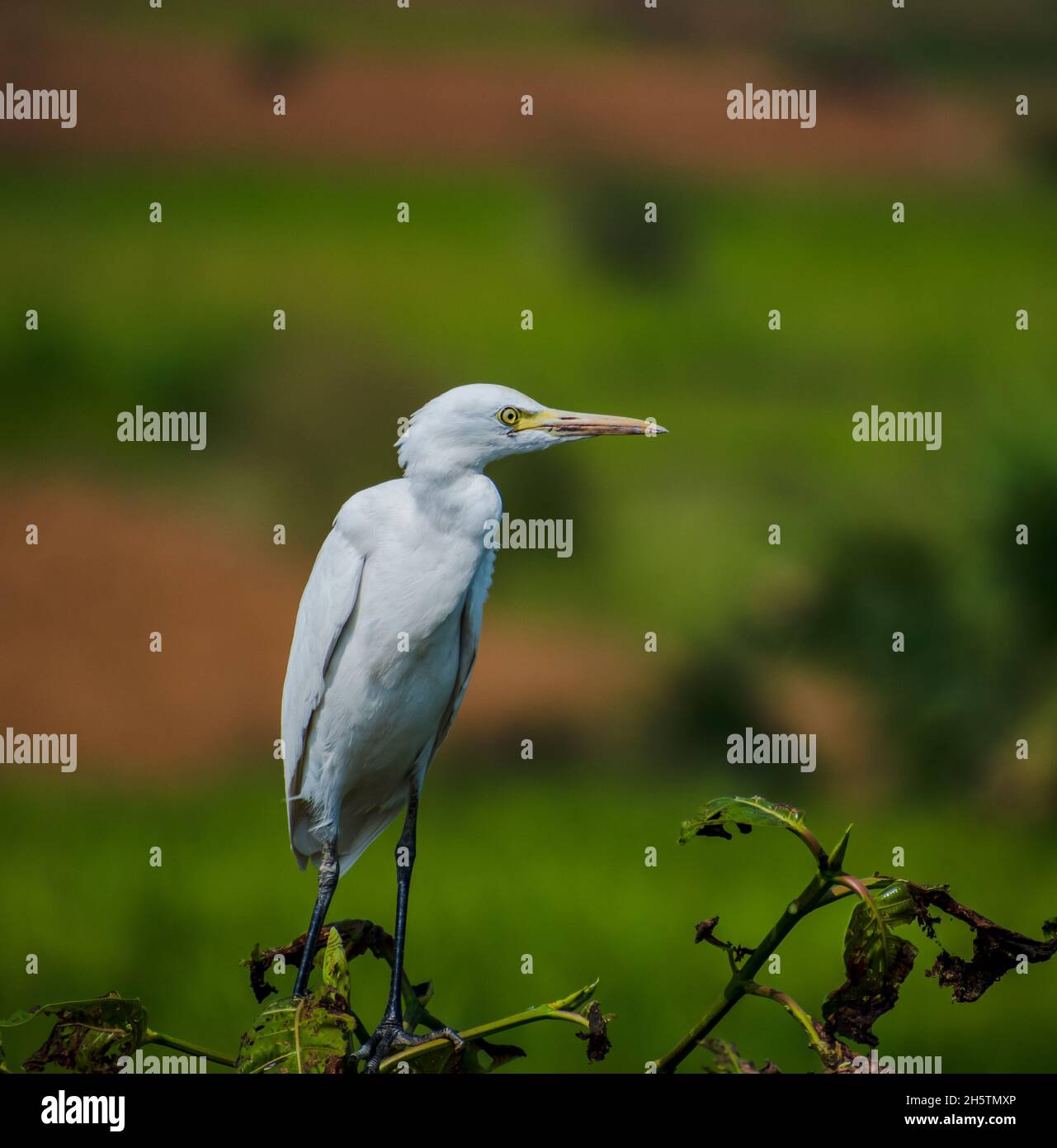 a beautiful heron looking Stock Photo