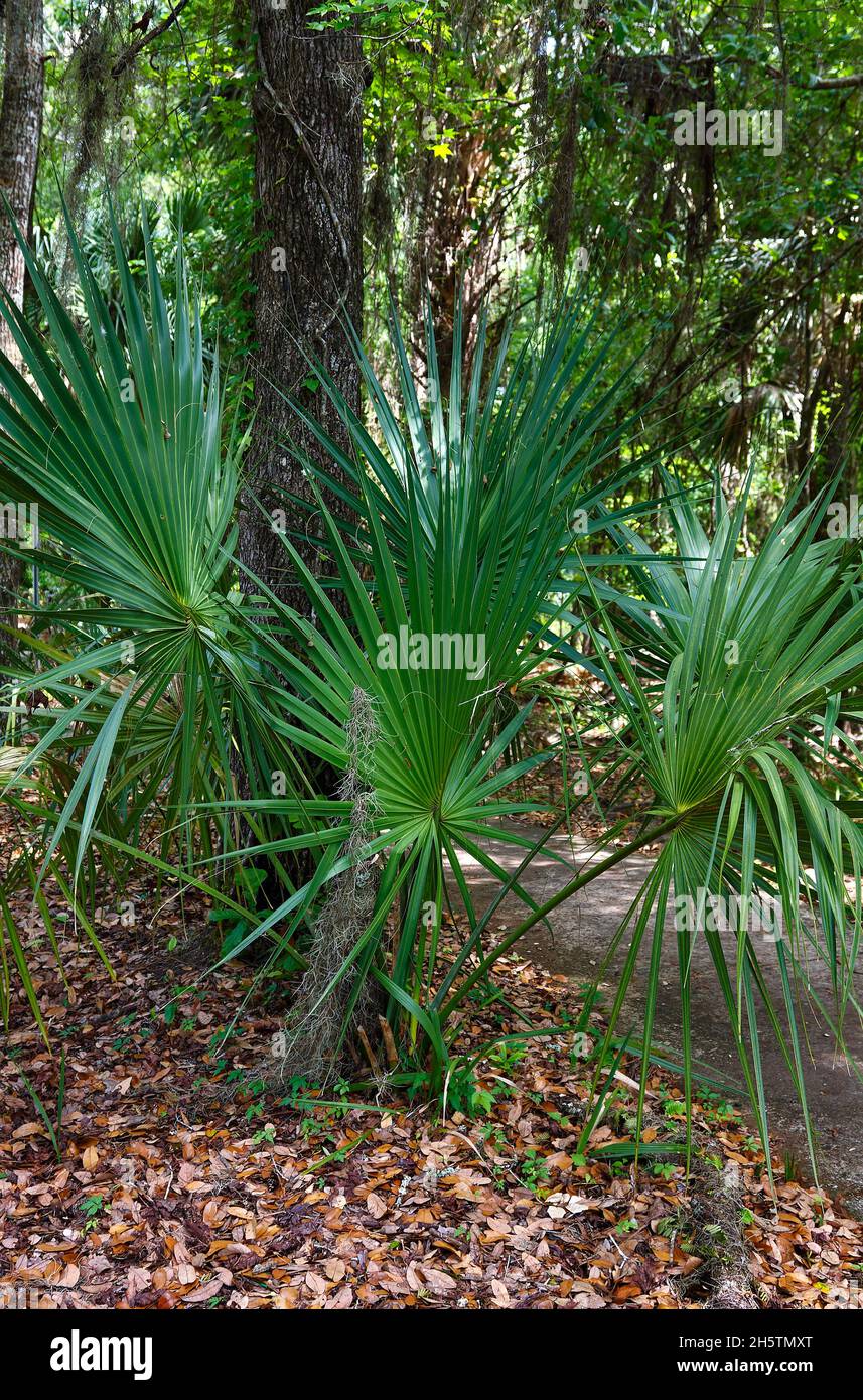 Saw palmetto plants, Serenoa repens, small palm, fan shape, fine sharp spines, undergrowth, long-lived, nature, FL, Florida Stock Photo