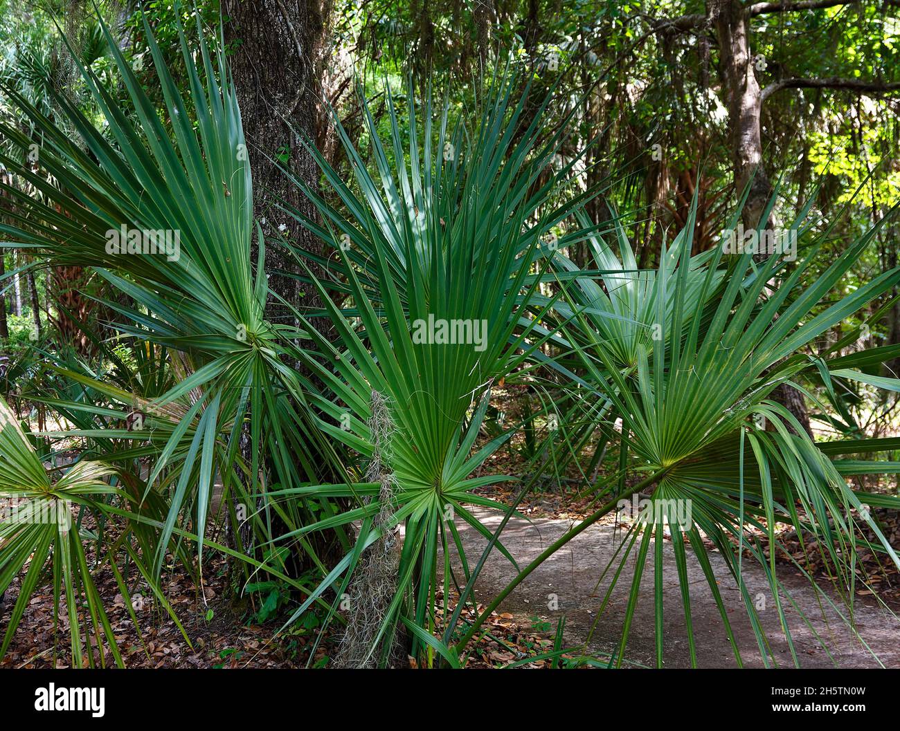 Saw palmetto plants, Serenoa repens, small palm, fan shape, fine sharp spines, undergrowth, long-lived, nature, FL,  Florida Stock Photo