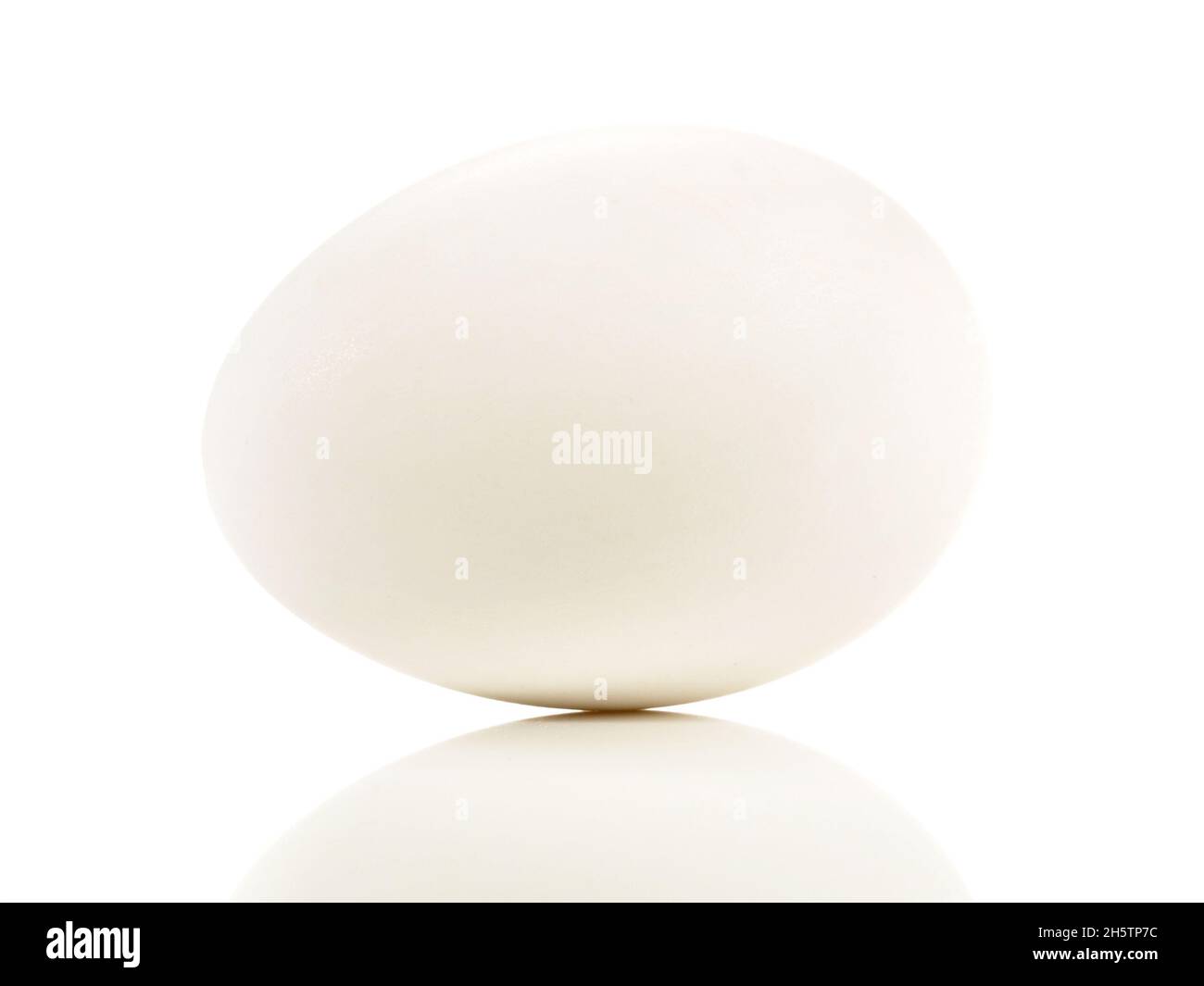 Goose Egg on white Background Stock Photo