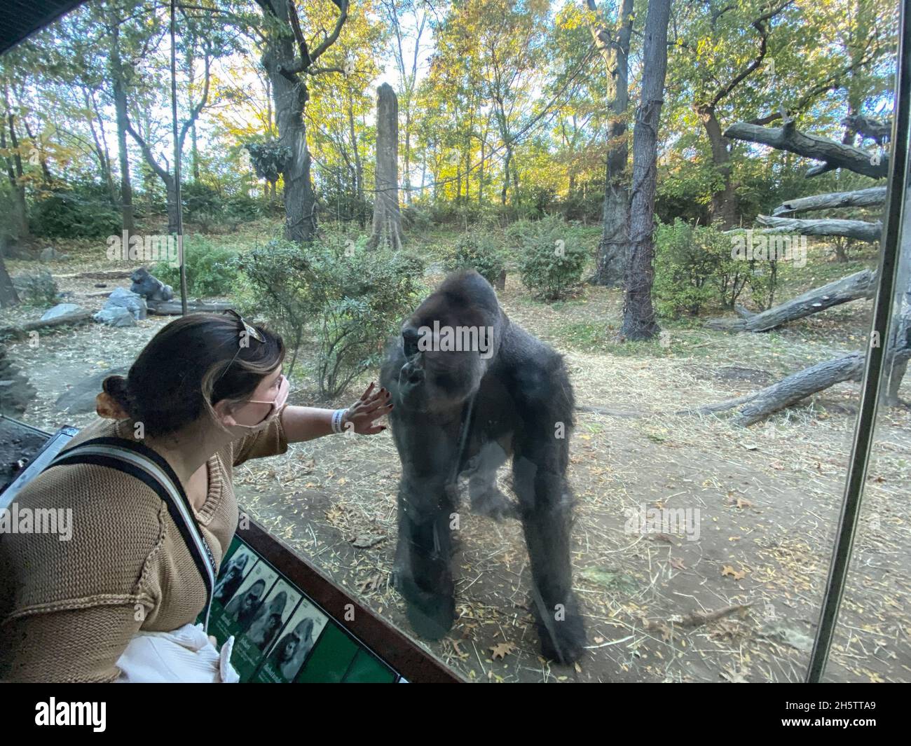 Woman face to face with a gorilla at the Congo Exhibit. Stock Photo