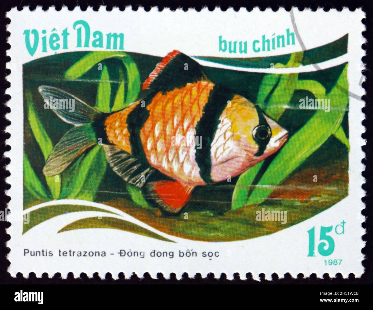 VIETNAM - CIRCA 1988: a stamp printed in Vietnam shows tiger barb, puntius tetrazona, is a species of tropical fish, circa 1988 Stock Photo