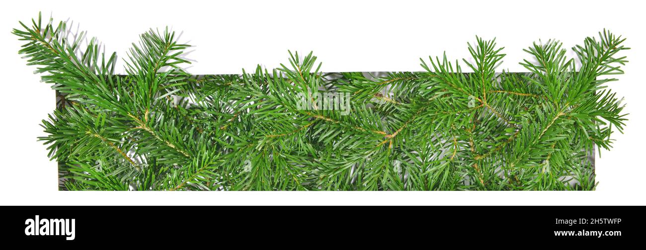 Christmas Fir Branches through white Paper isolated on white Background ...