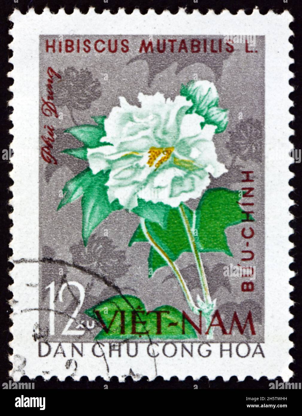 VIETNAM - CIRCA 1964: a stamp printed in Vietnam shows cotton rose, hibiscus mutabilis, flowering plant, circa 1964 Stock Photo
