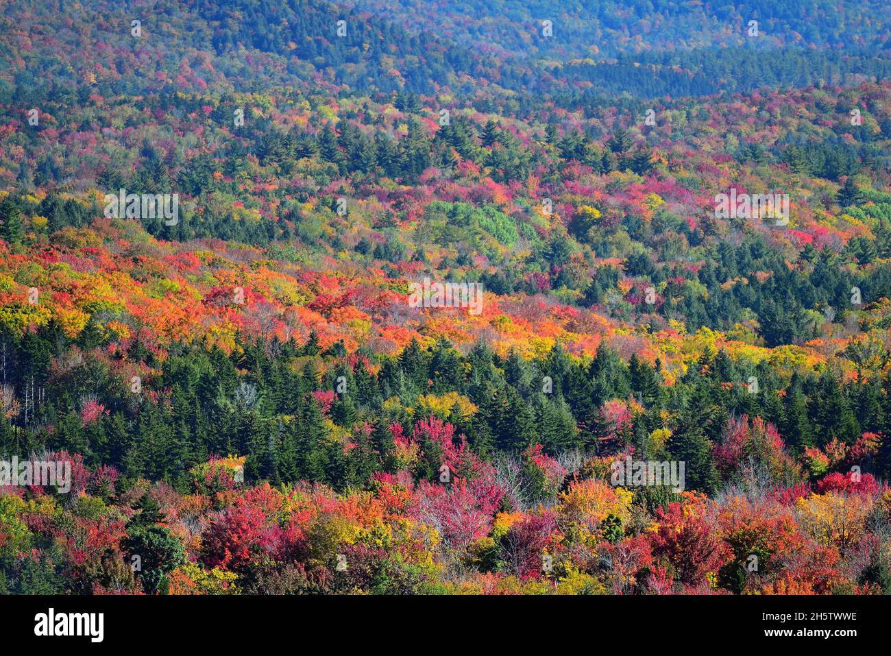 Marlboro, Vermont, USA. Spectacular color is ignited as trees flash