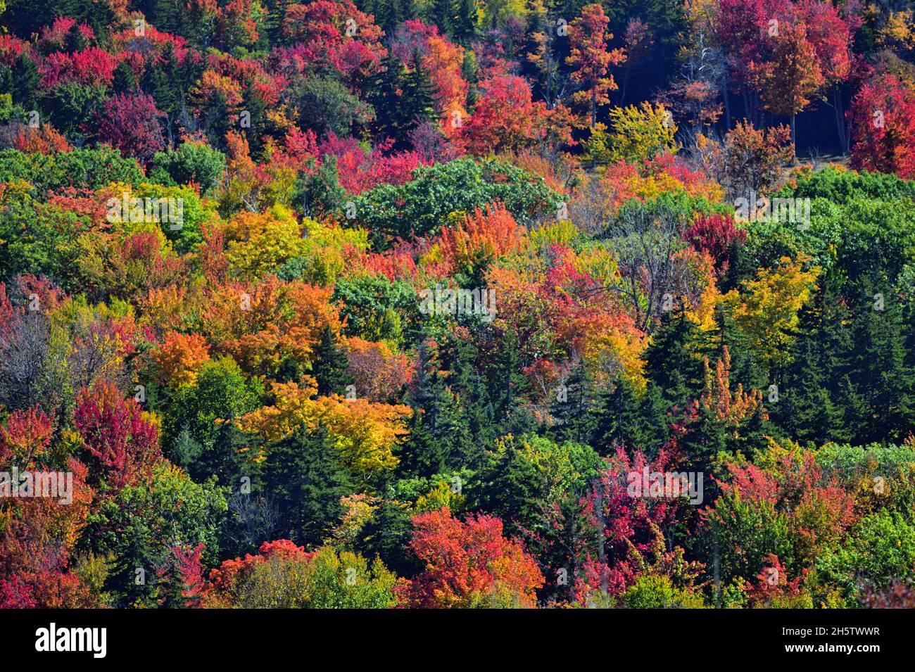 Marlboro, Vermont, USA. Spectacular color is ignited as trees flash
