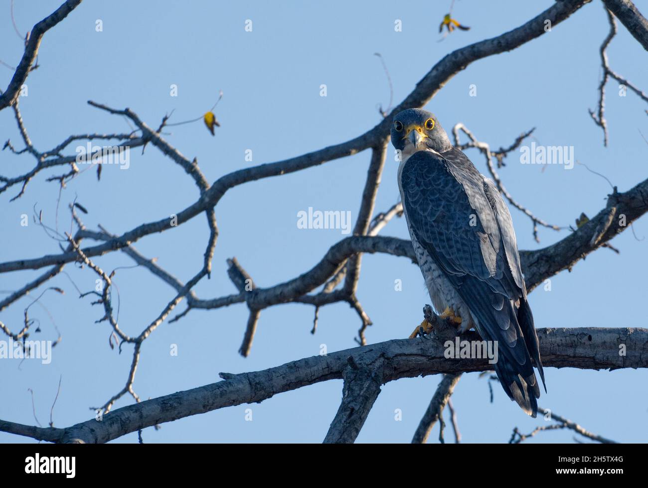 A peregrine falcon (Falco peregrinus) perches on a branch and looks into the camera, in Woodland Hills, California USA Stock Photo