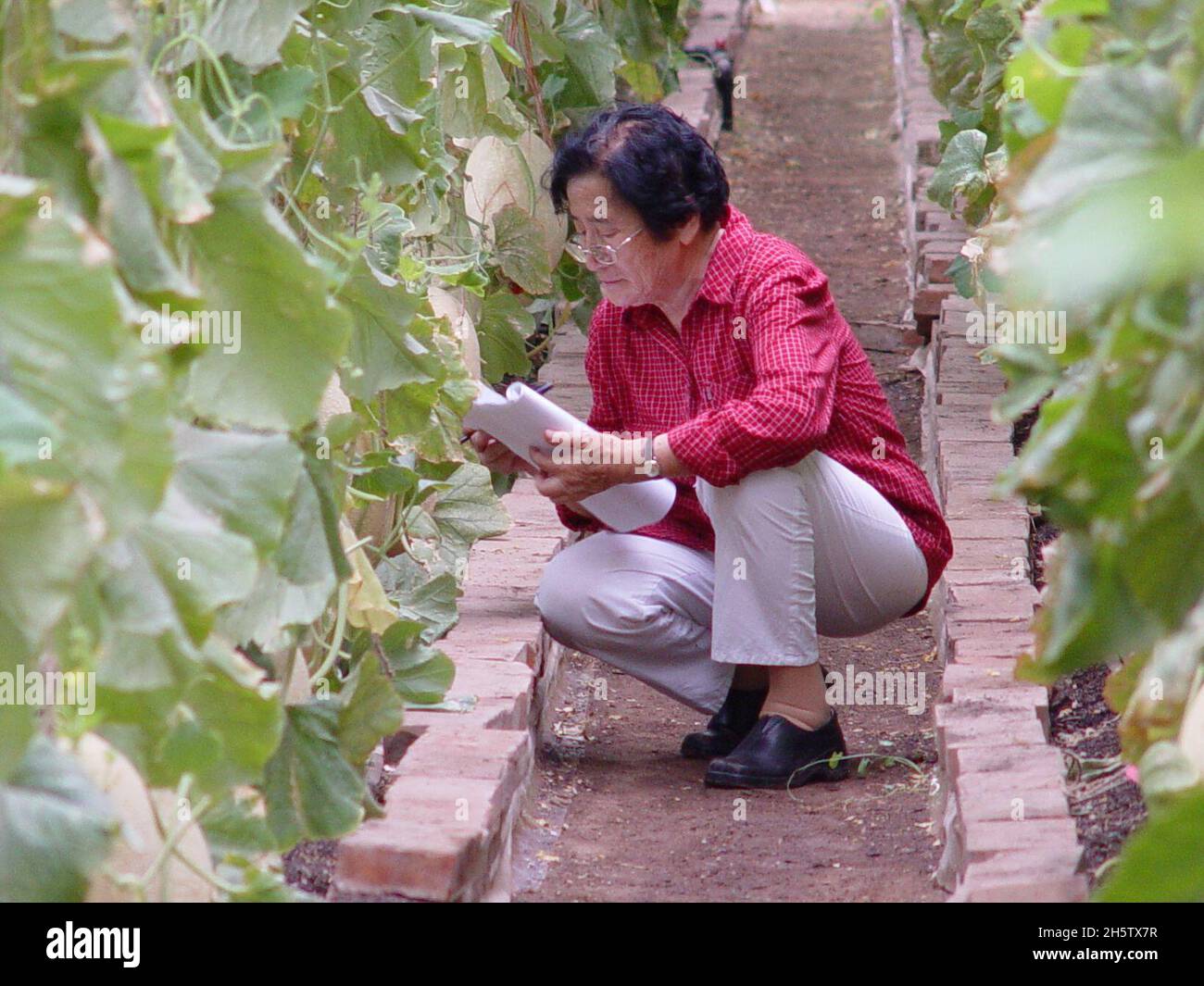(211111) -- URUMQI, Nov. 11, 2021 (Xinhua) -- This undated scanned photo shows Wu Mingzhu in a field. TO GO WITH 'Profile: Chinese horticulturist's 60 years of unremitting efforts at melon breeding' (Hami Melon Research Center, Xinjiang Academy of Agricultural Sciences/Handout via Xinhua) Stock Photo