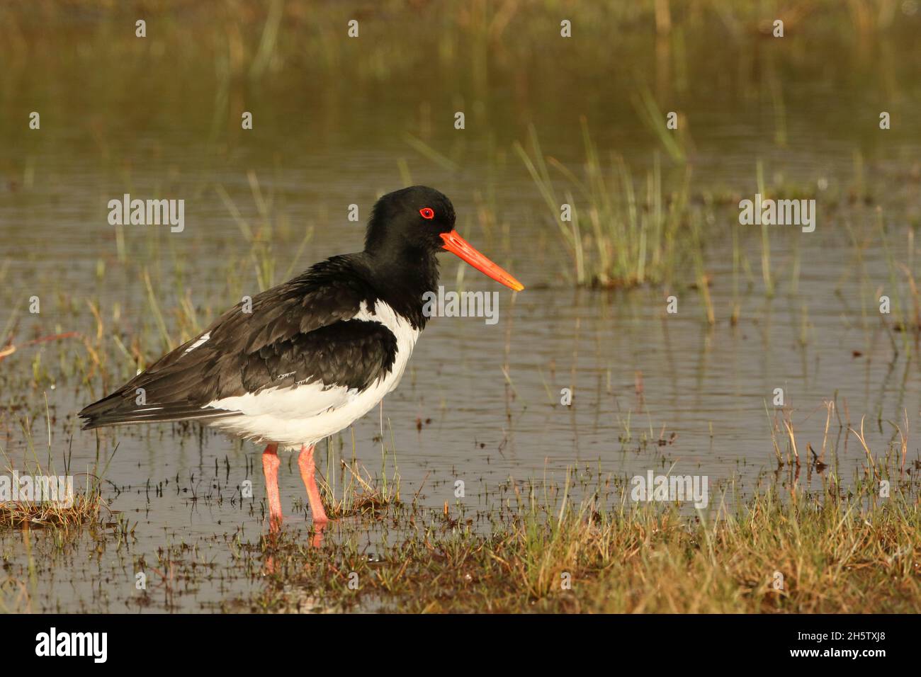 Oystercatcher are a coastal wader found on estuaries and shores, but will make use of other favourable habitats to feed such as flooded fields. Stock Photo