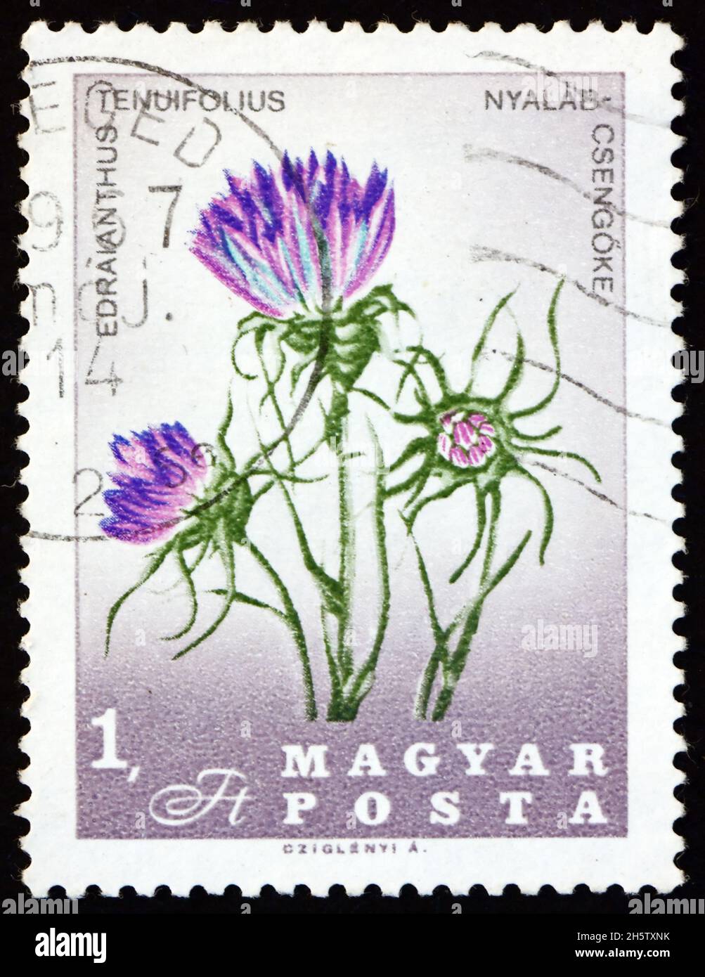 HUNGARY - CIRCA 1967: a stamp printed in Hungary shows rock bells, edraianthus tenuifolius, flowering plants native to mountain regions of the Balkan, Stock Photo