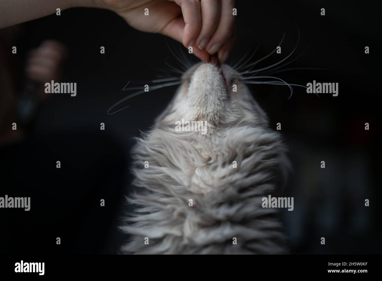 studio portrait of a blue tabby maine coon cat with mouth open getting fed with treats by humand hand Stock Photo