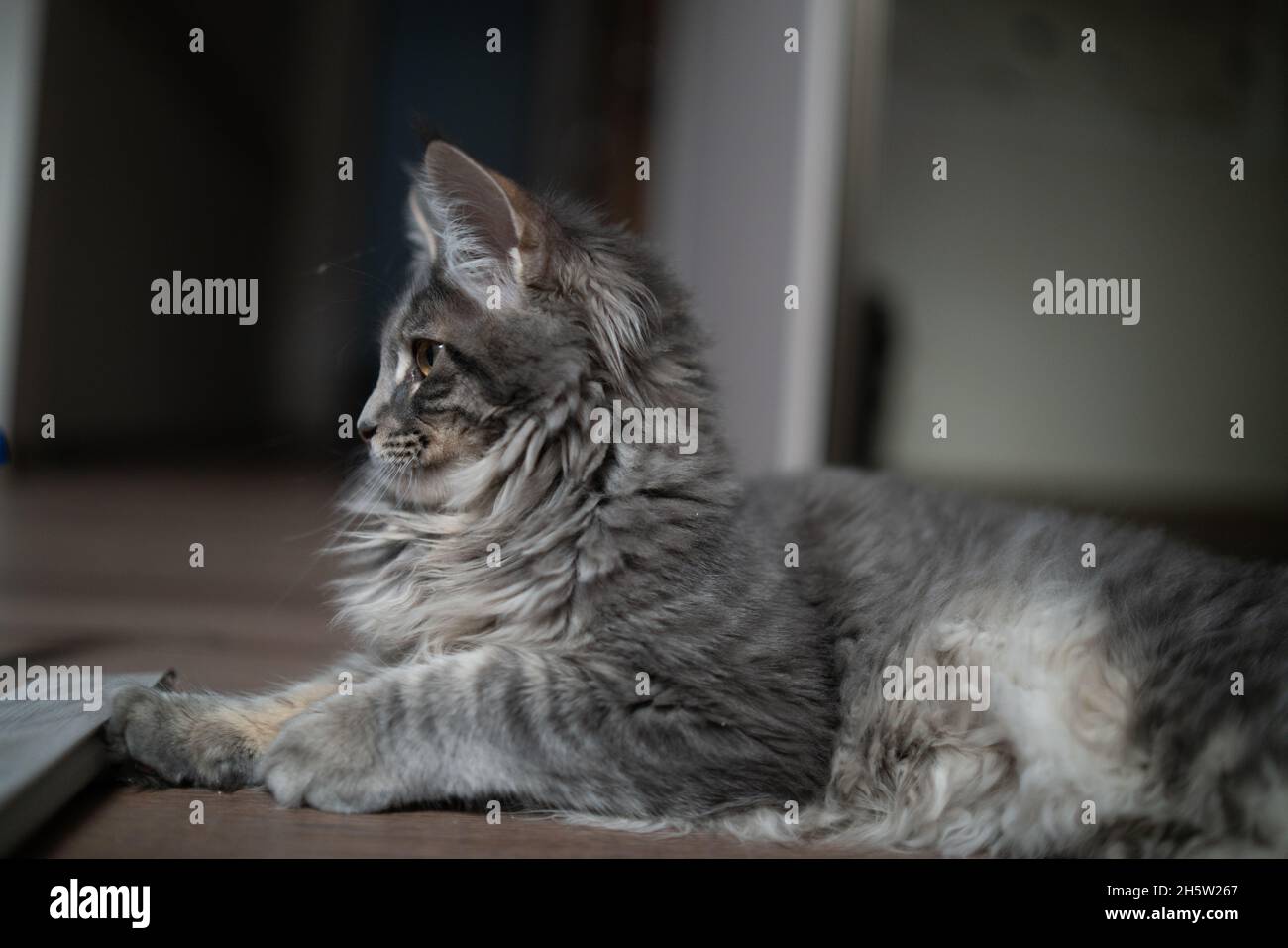 Cute tabby cat lying on floor at home Stock Photo - Alamy