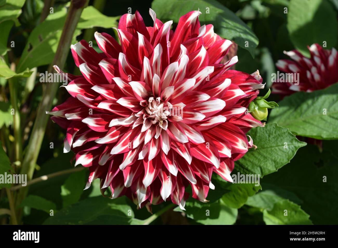 Dahlia Dinnerplate name Special X Factor. Close-up of single large flower with red petals with white tips. Stock Photo