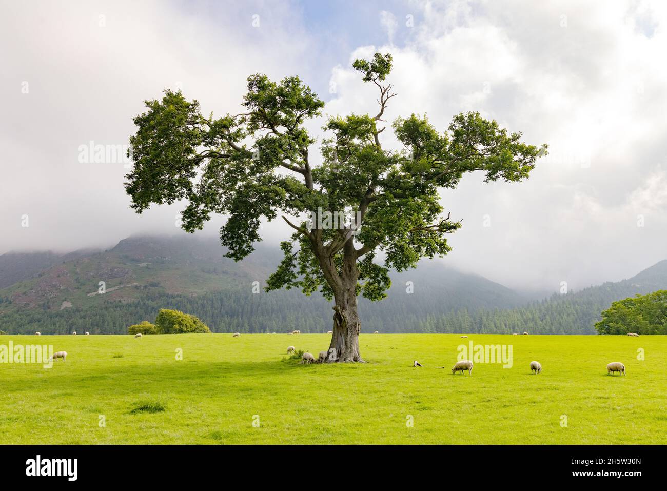 British countryside landscape - a single oak tree standing in a field with sheep grazing, Rydal, The Lake District, Cumbria UK Stock Photo