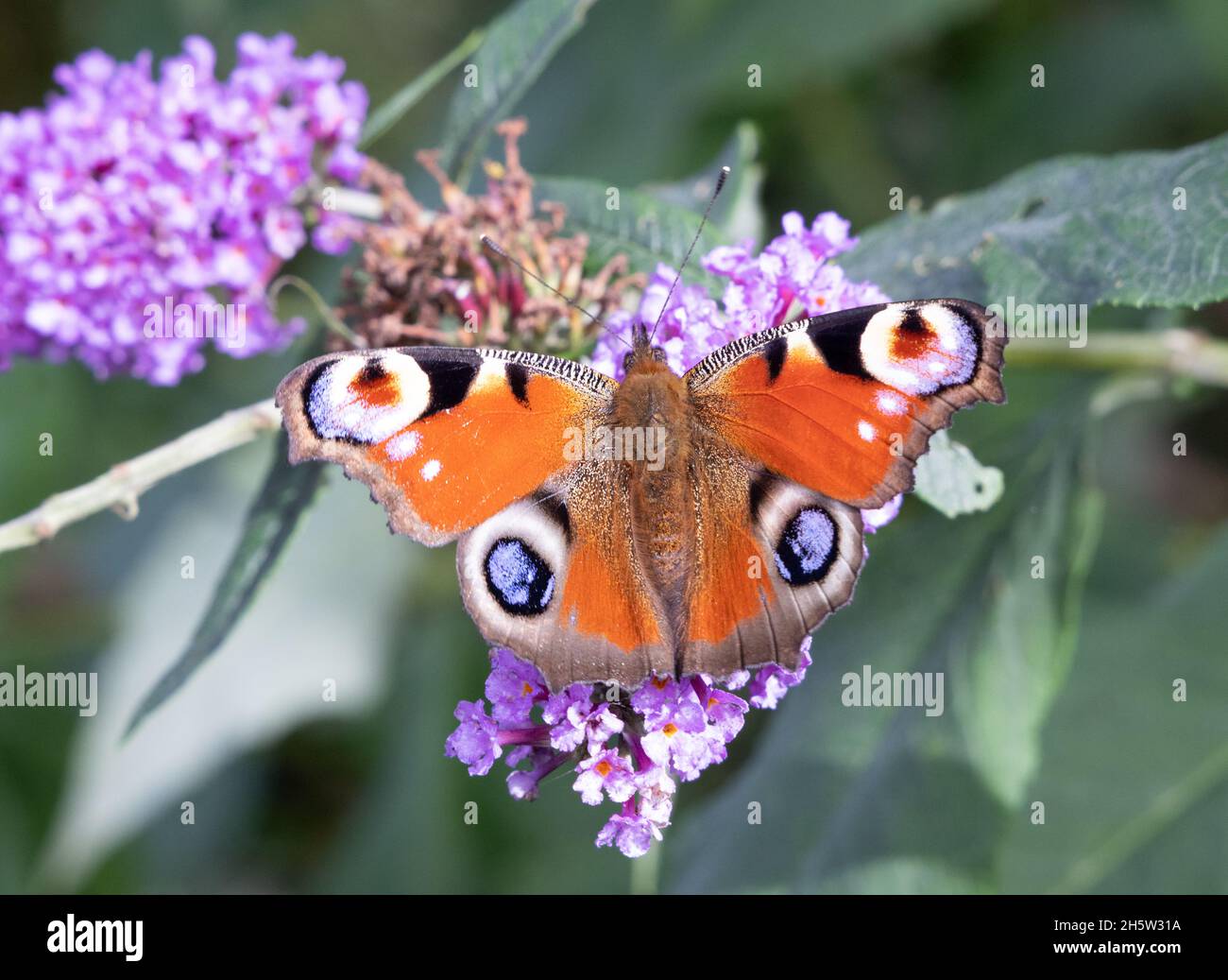 European Peacock butterfly, Aglais io, on buddleia ( buddleja, buddlea ) flowers in summer, Cumbria UK Stock Photo