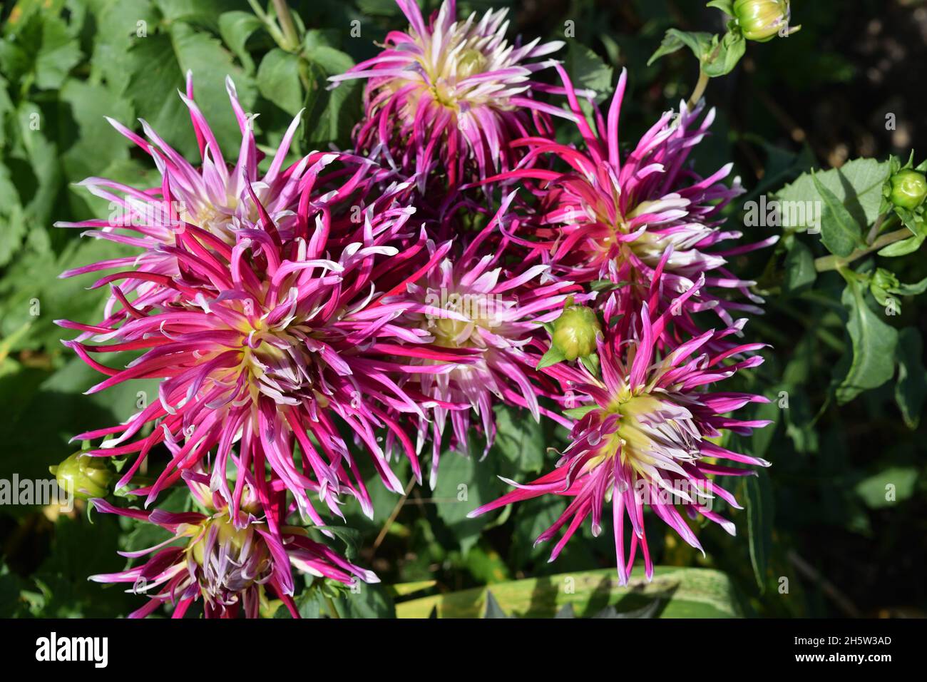 Dahlia flowers with Scarlet and White spiky petals Stock Photo - Alamy
