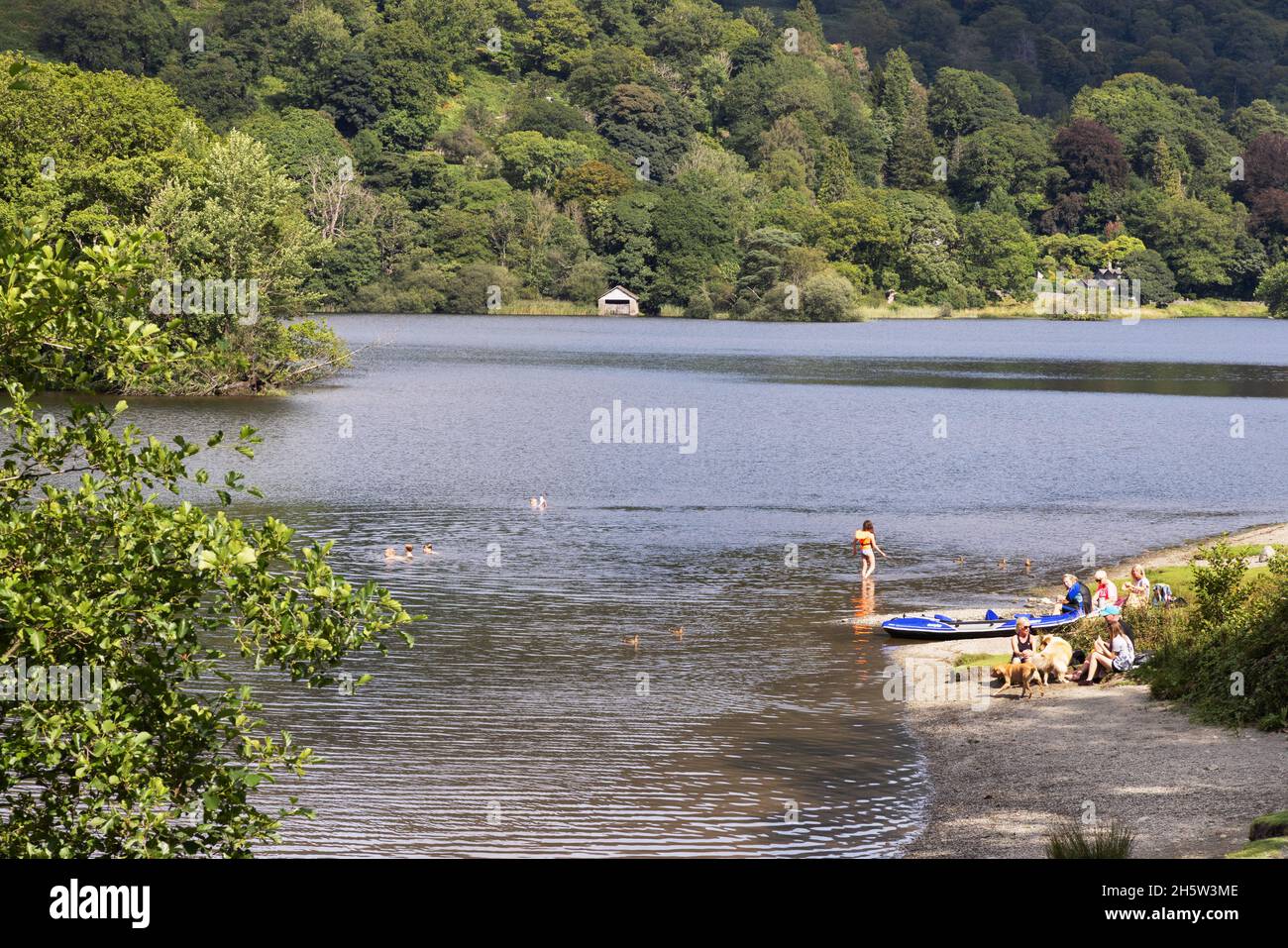 Family holiday UK; people swimming in Rydal Water lake on summer holiday, The Lake District Cumbria England UK Stock Photo